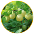 Indian Gooseberry