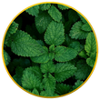 Spearmint Extract
