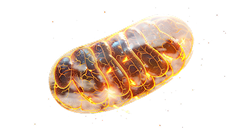 Recharge your mitochondria (cellular energy engines)